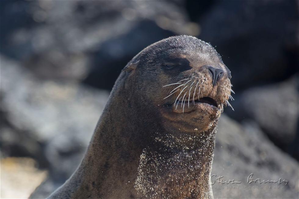 Galápagos Sea Lion (Zalophus wollebaeki)