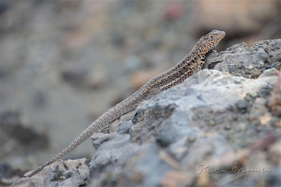Galapagos Lava Lizard (Microlophus albemarlensis)
