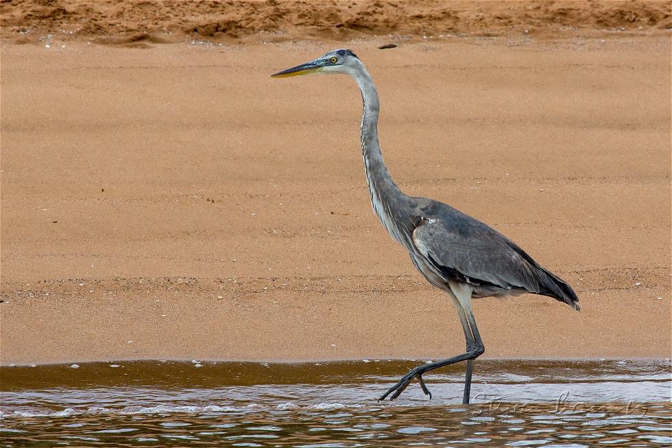 Great Blue Heron (Ardea herodias)