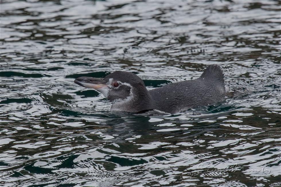 Galapagos Penguin (Spheniscus mendiculus)