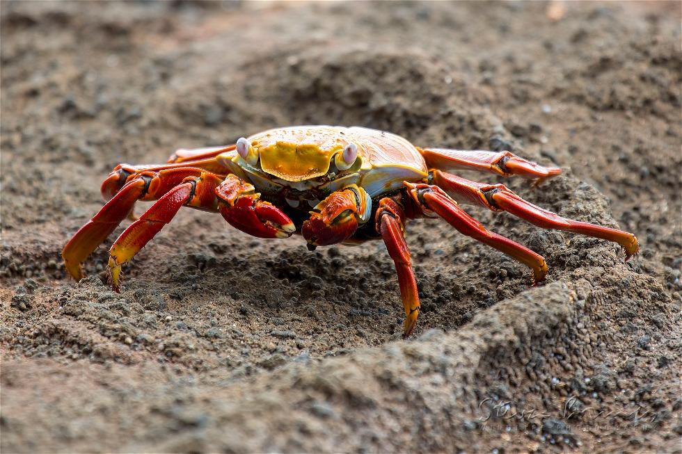 Sally Lightfoot Crab (Grapsus grapsus)