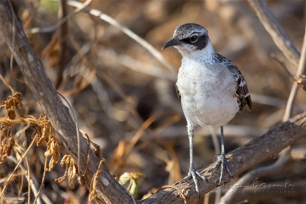 Galapagos Mockingbird (Mimus parvulus)