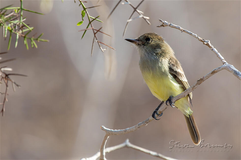 Galapagos Flycatcher (Myiarchus magnirostris)