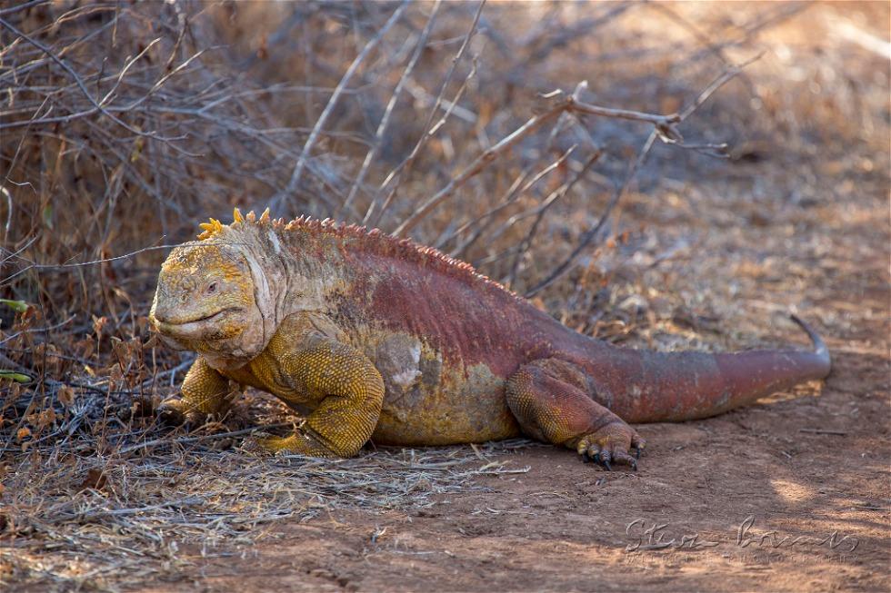 Galapagos Land Iguana (Conolophus subcristatus)