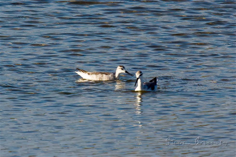 Red-necked Phalarope (Phalaropus lobatus)