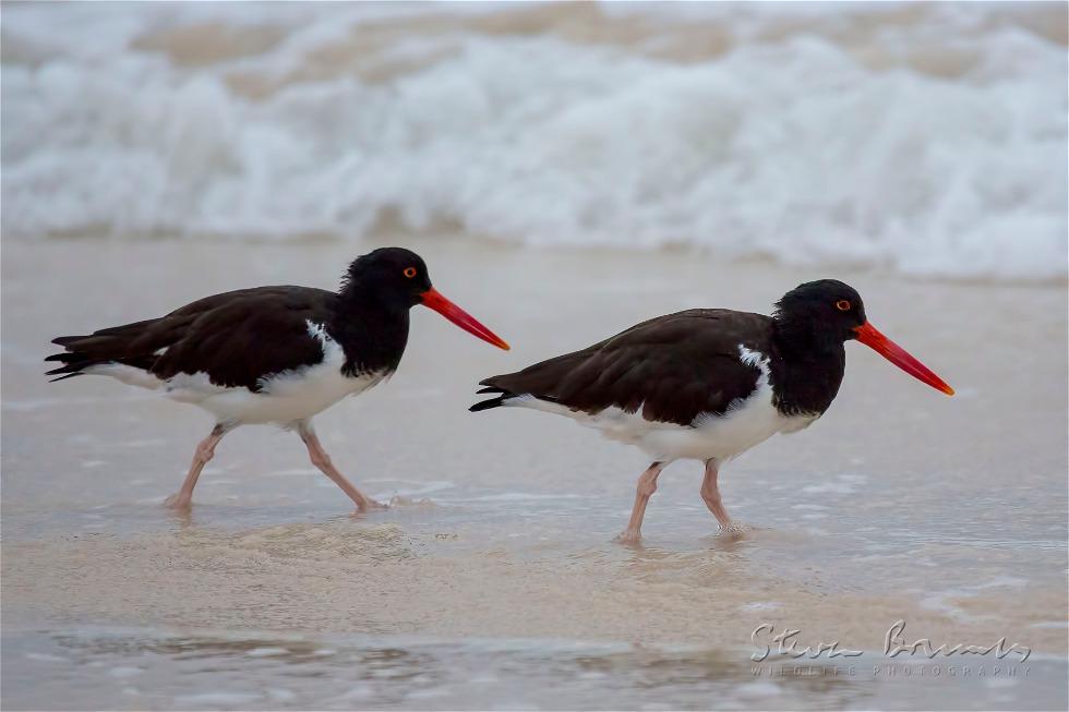 American Oystercatcher (Haematopus palliatus)
