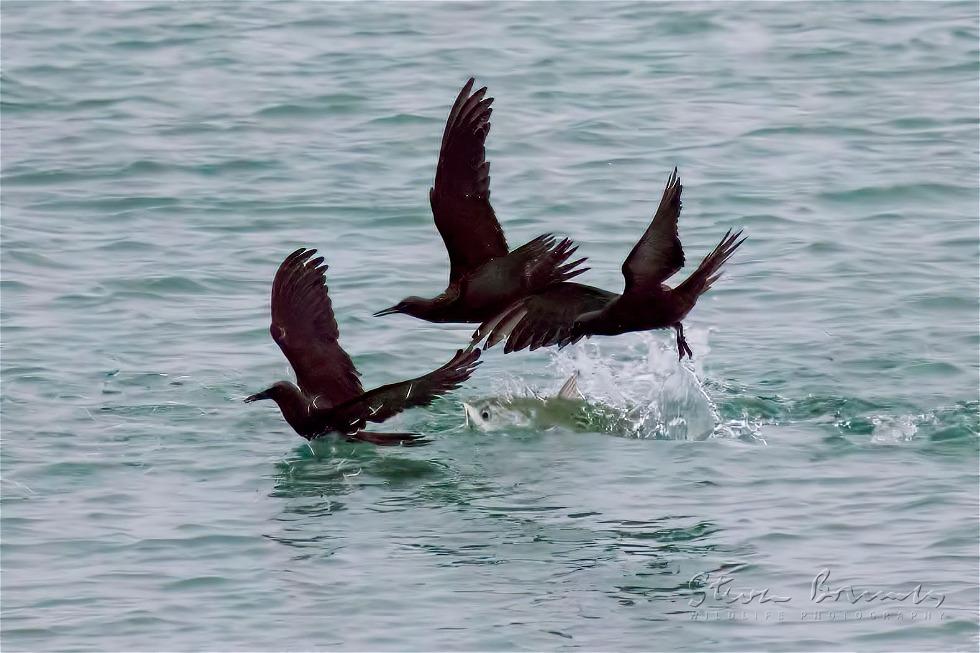 Brown Noddy (Anous stolidus)
