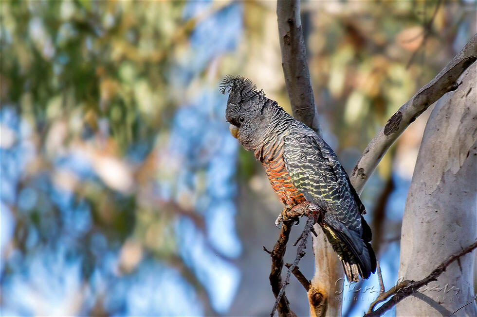 Gang-gang Cockatoo (Callocephalon fimbriatum)