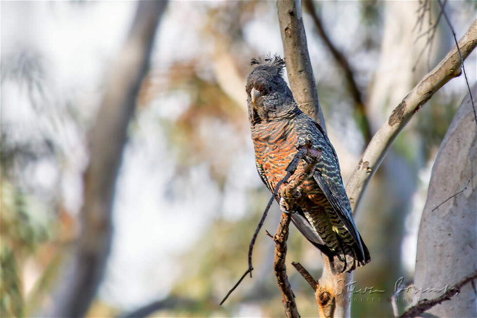 Gang-gang Cockatoo (Callocephalon fimbriatum)