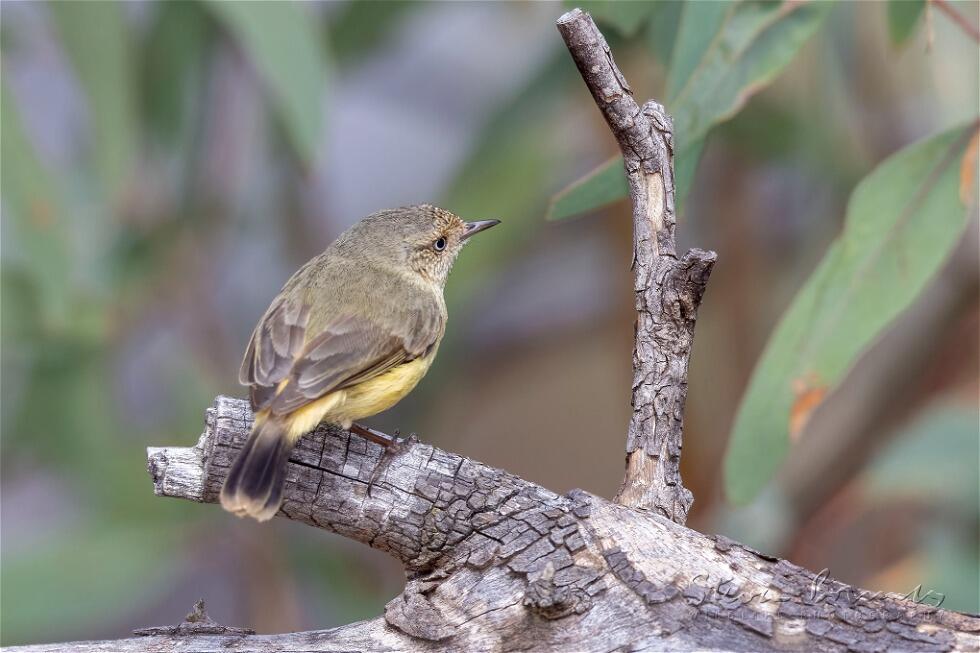 Buff-rumped Thornbill (Acanthiza reguloides)