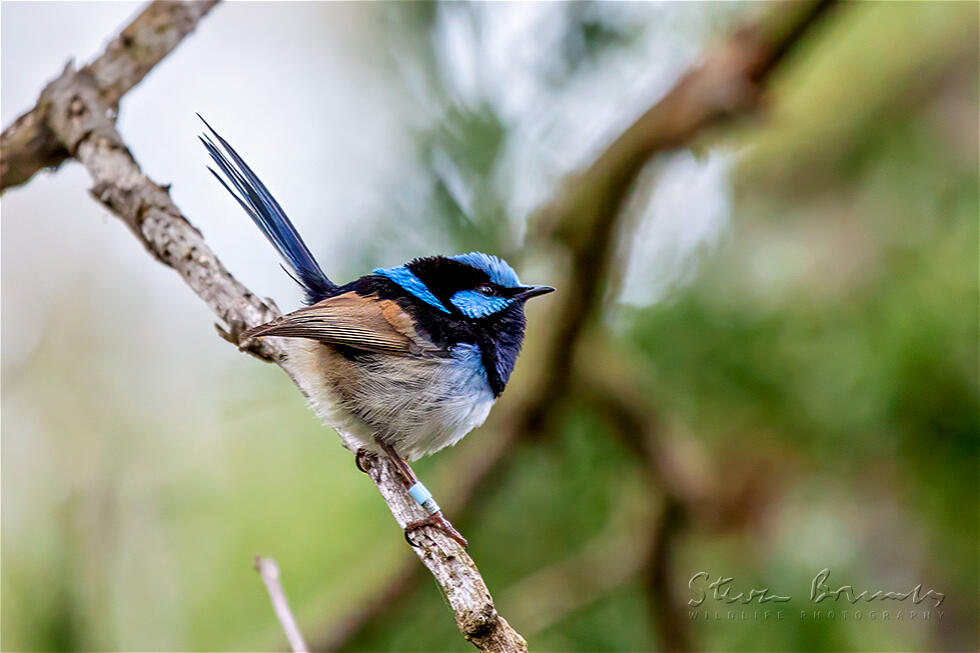 Superb Fairywren (Malurus cyaneus)