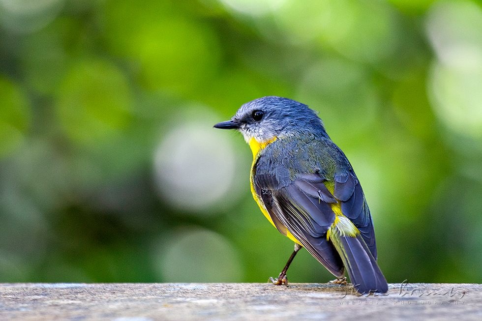 Eastern Yellow Robin (Eopsaltria australis)