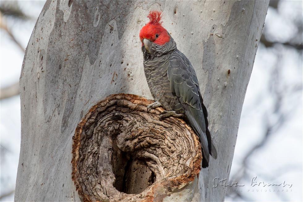 Gang-gang Cockatoo (Callocephalon fimbriatum)