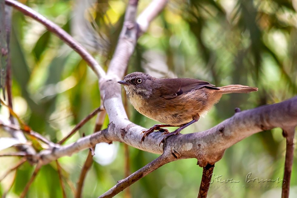 White-browed Scrubwren (Sericornis frontalis)