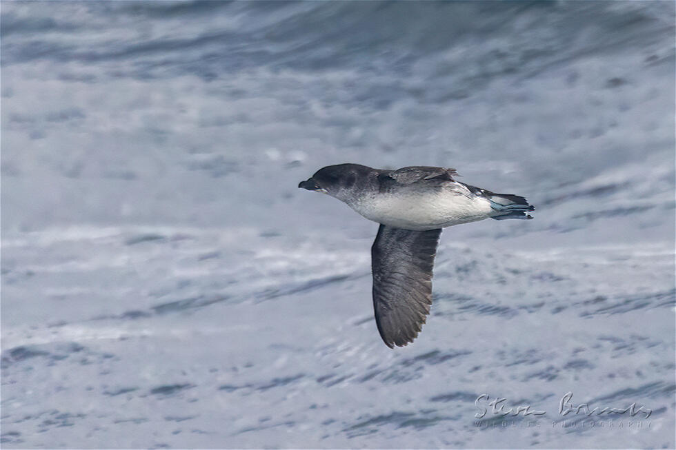 Common Diving Petrel (Pelecanoides urinatrix)