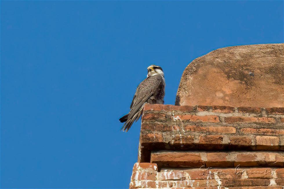 Laggar Falcon (Falco jugger)