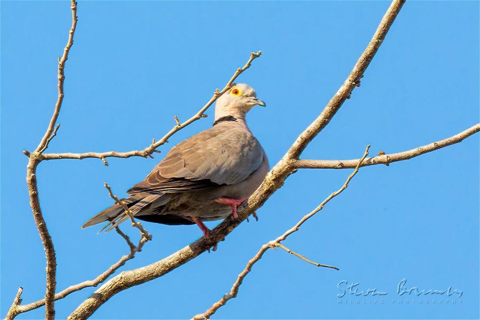 Eurasian Collared Dove (Streptopelia decaocto)