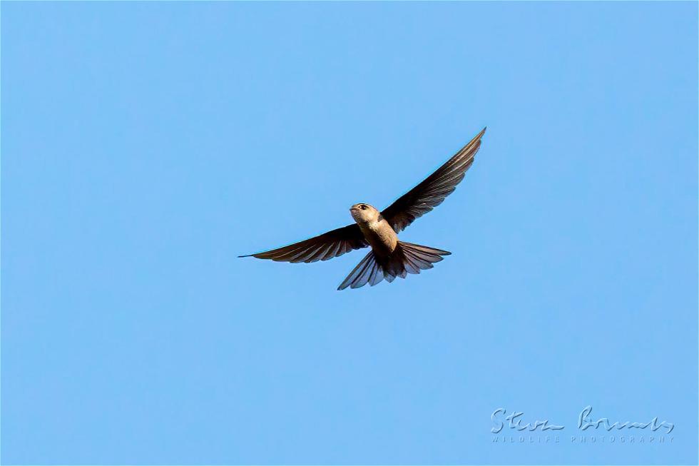 Himalayan Swiftlet (Aerodramus brevirostris)