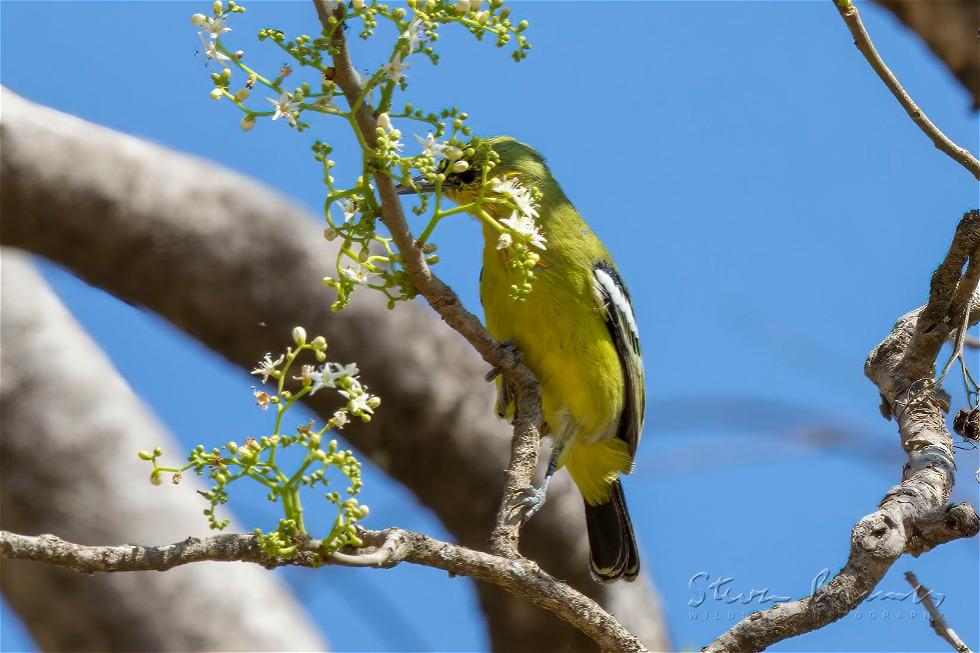 Common Iora (Aegithina tiphia)