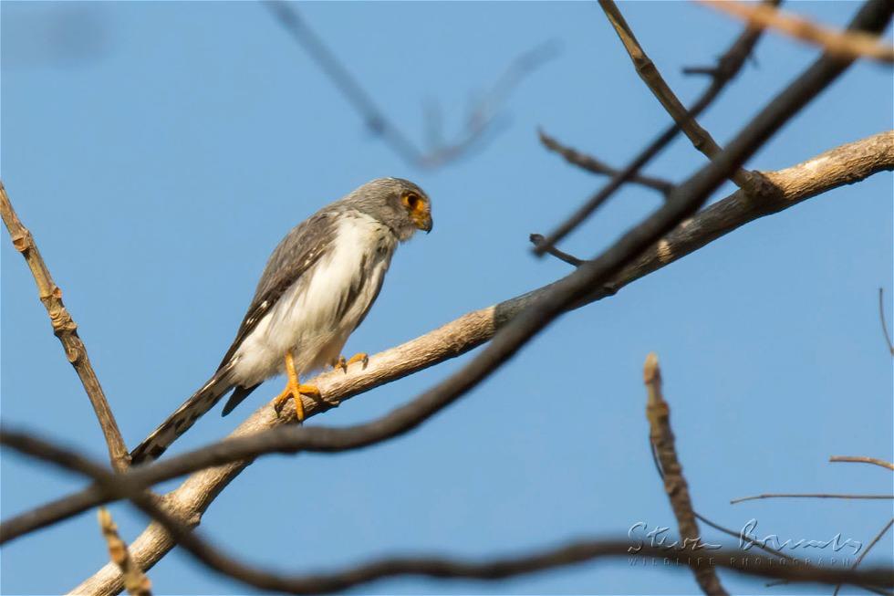 White-rumped Falcon (Polihierax insignis)