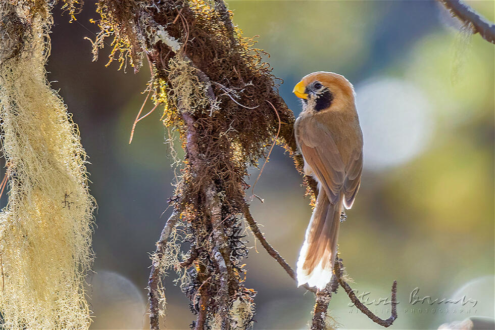 Spot-breasted Parrotbill (Paradoxornis guttaticollis)