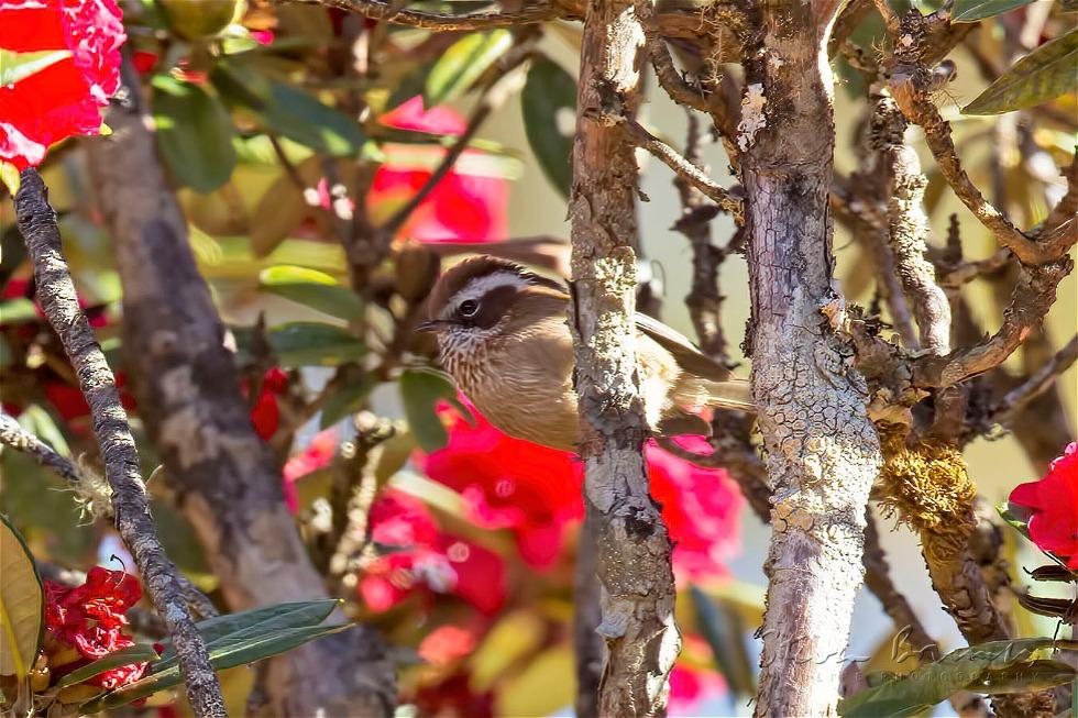 White-browed Fulvetta (Fulvetta vinipectus)