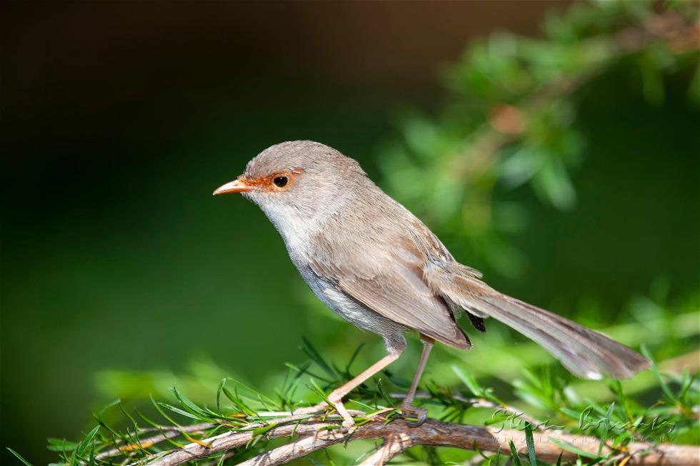 Superb Fairywren (Malurus cyaneus)