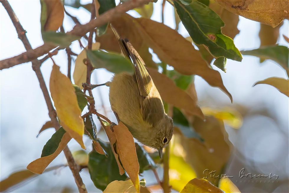 Chestnut-flanked White-eye (Zosterops erythropleurus)
