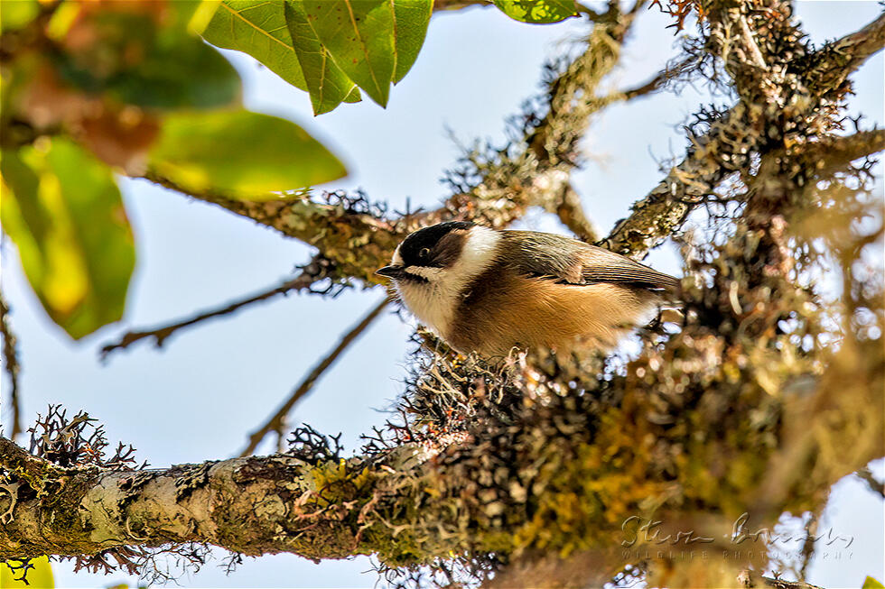 Black-browed Bushtit (Aegithalos bonvaloti)