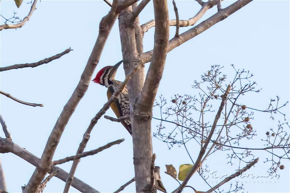 Himalayan Flameback (Dinopium shorii)