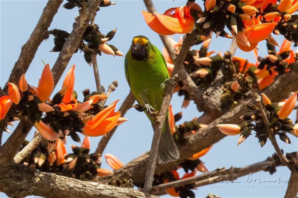 Golden-fronted Leafbird (Chloropsis aurifrons)