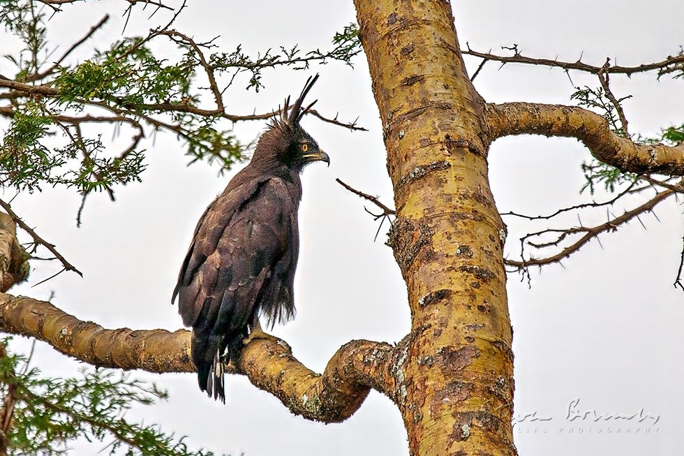Long-crested Eagle (Lophaetus occipitalis)