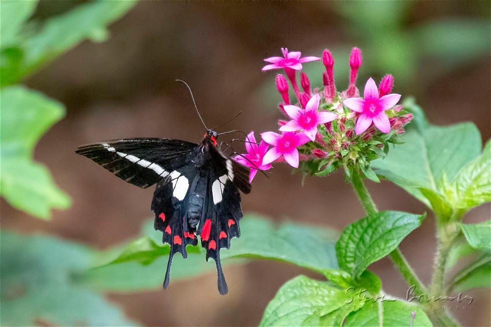 Agavus Cattleheart (Parides agavus)