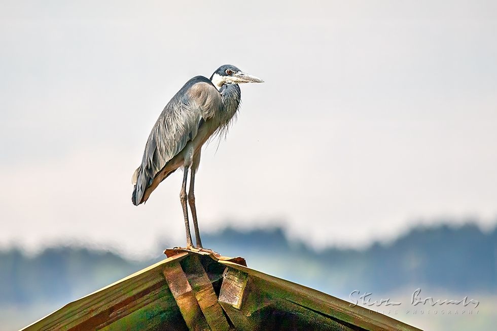 Black-headed Heron (Ardea melanocephala)
