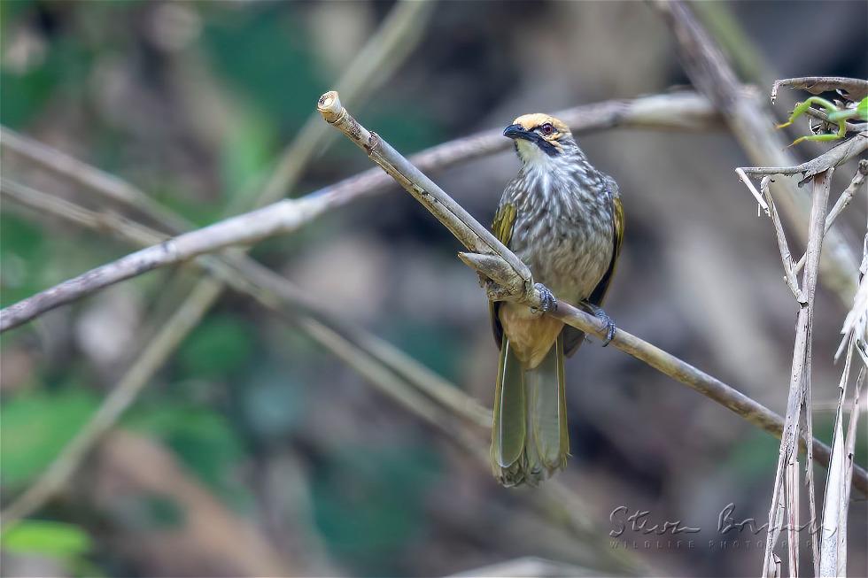 Straw-headed Bulbul (Pycnonotus zeylanicus)