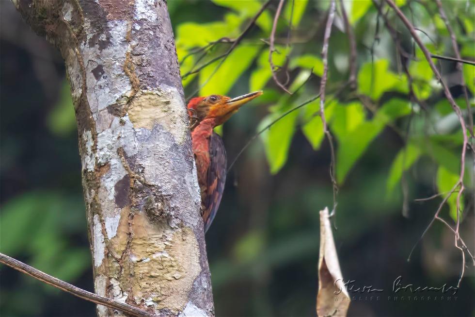 Orange-backed Woodpecker (Reinwardtipicus validus)