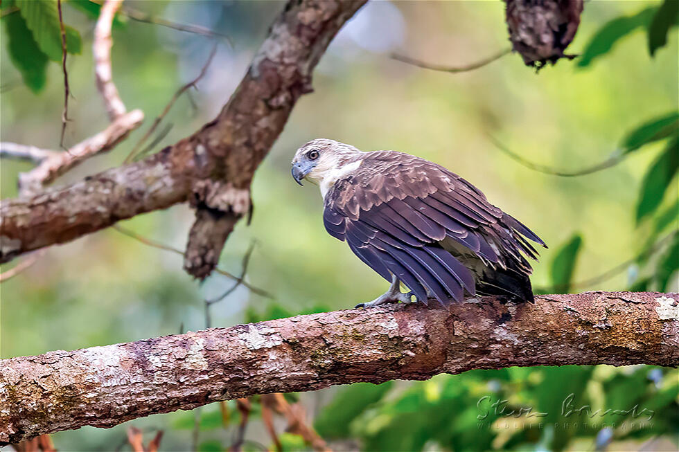 Lesser Fish Eagle (Haliaeetus humilis)