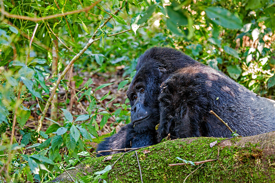 Eastern Gorilla (Gorilla beringei)