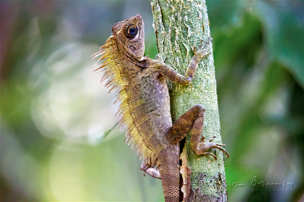 Blue-eyed Anglehead Lizard (Gonocephalus liogaster)