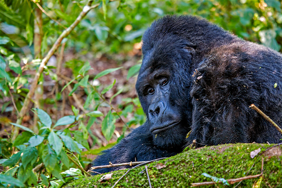 Eastern Gorilla (Gorilla beringei)