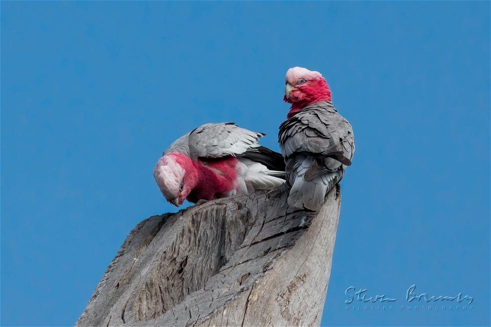 Galah (Eolophus roseicapilla)