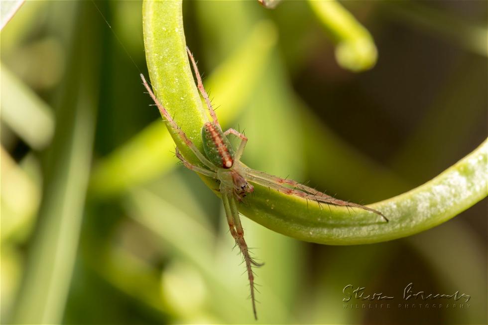 Slender Green Orb Weaver (Araneus talipedatus)