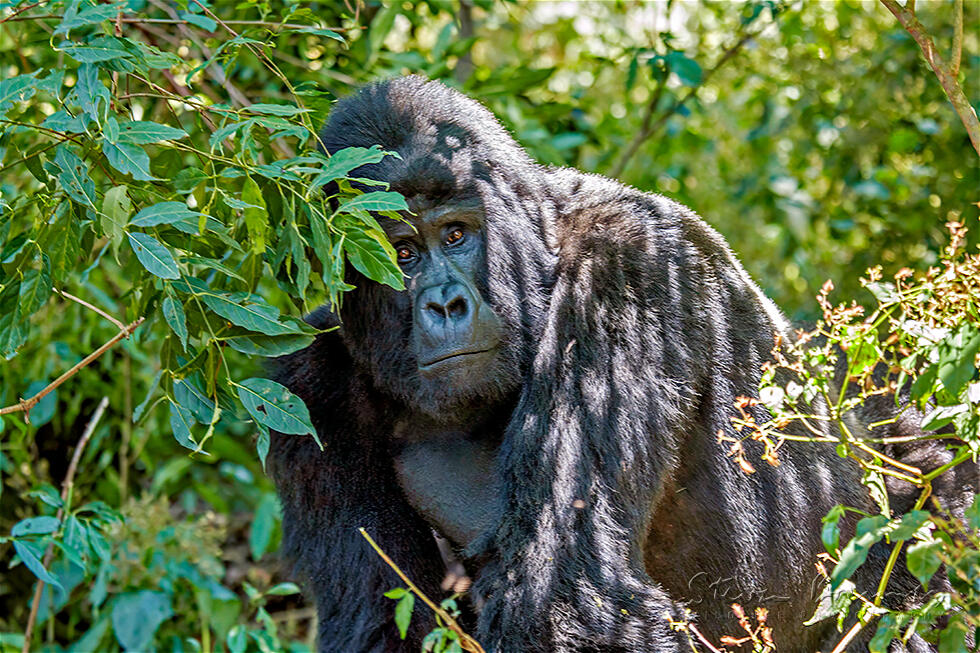 Eastern Gorilla (Gorilla beringei)