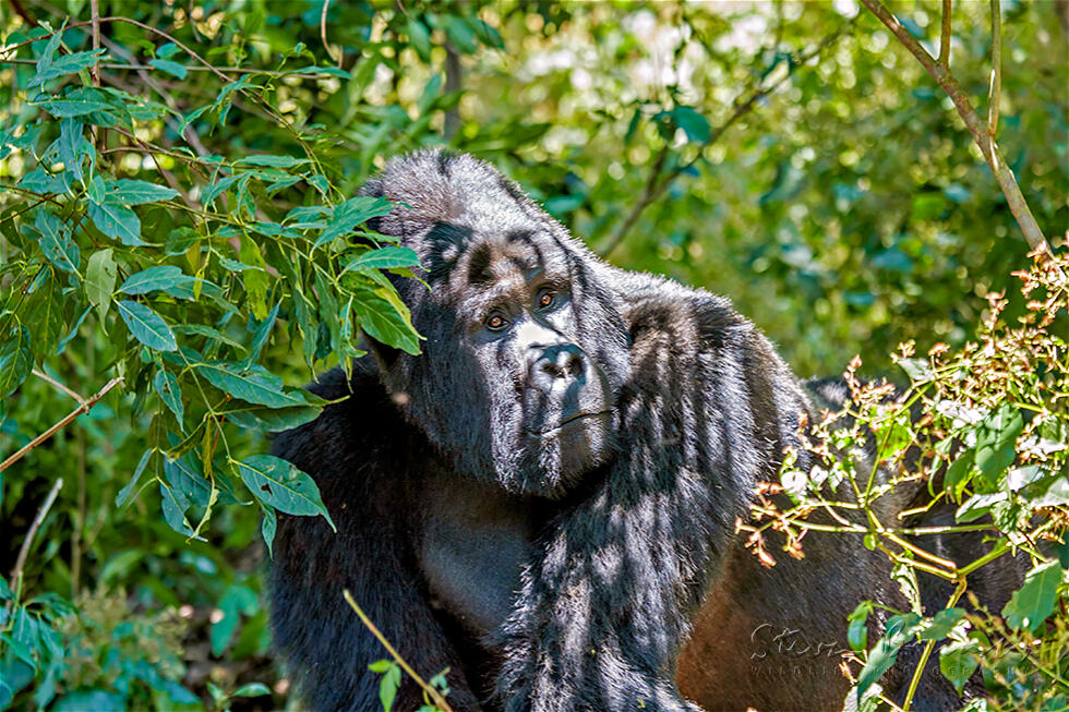 Eastern Gorilla (Gorilla beringei)