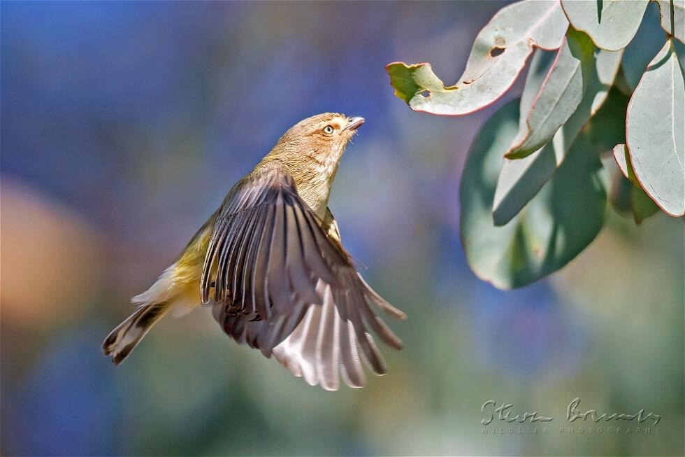 Weebill (Smicrornis brevirostris)