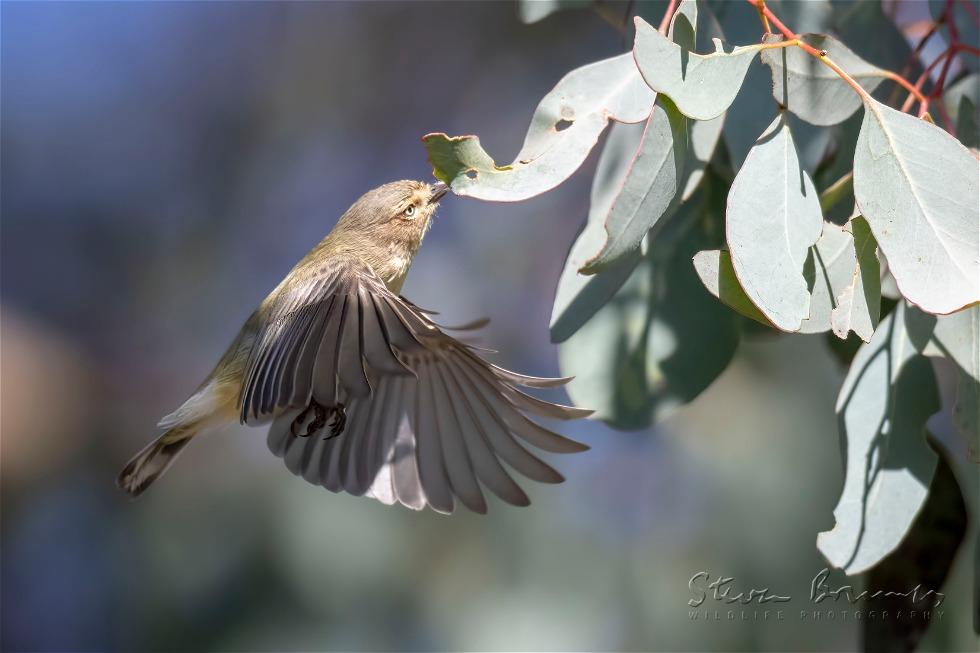 Weebill (Smicrornis brevirostris)