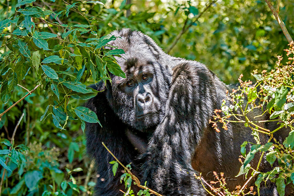 Eastern Gorilla (Gorilla beringei)