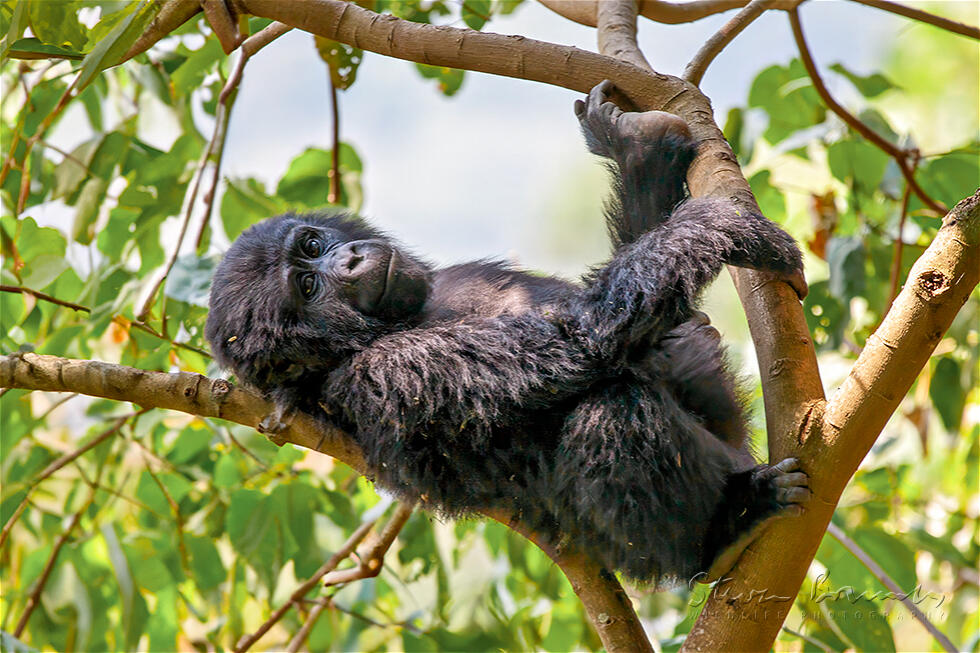 Eastern Gorilla (Gorilla beringei)