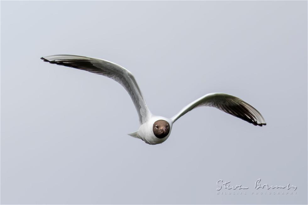 Black-headed Gull (Chroicocephalus ridibundus)
