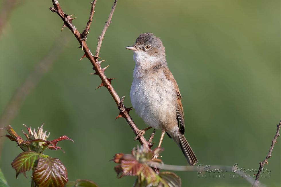 Greater Whitethroat (Curruca communis)